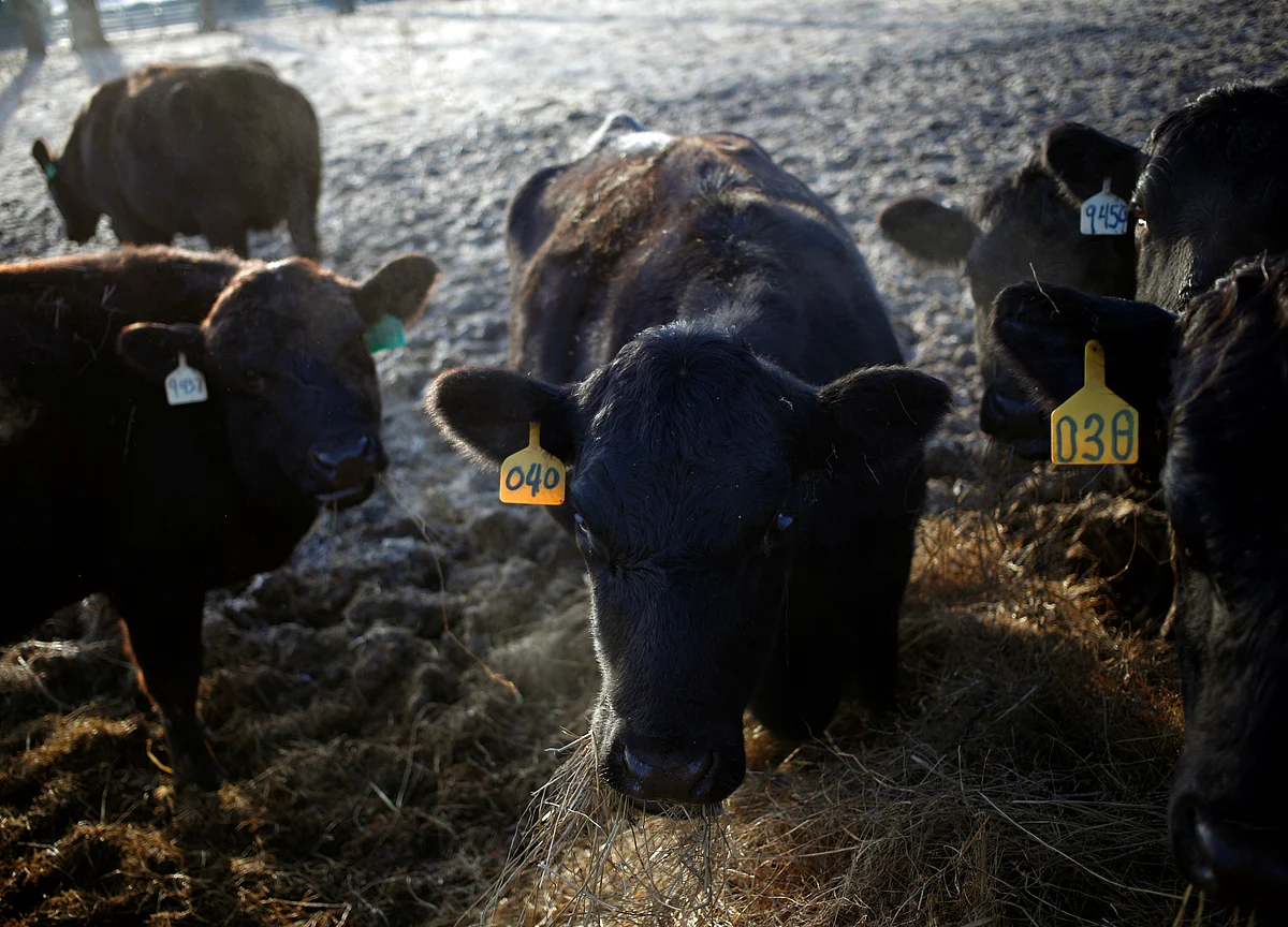 Walmart Creates an Angus Beef Supply Chain, Bypassing Tyson
