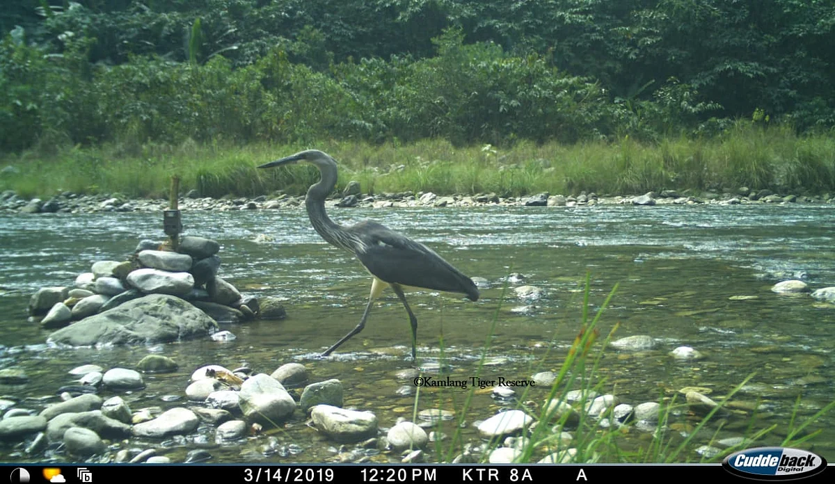 A White-Bellied Heron, at the Kamlang Tiger Reserve in Arunachal Pradesh, on March 14, 2019. (Photograph: with permission from Kamlang Tiger Reserve)