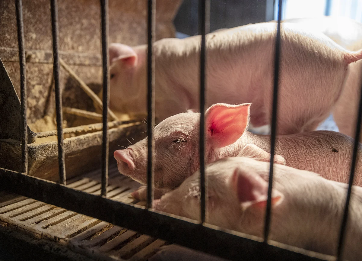 A Deadly Pig Disease Is Reshaping Global Soybean Markets
