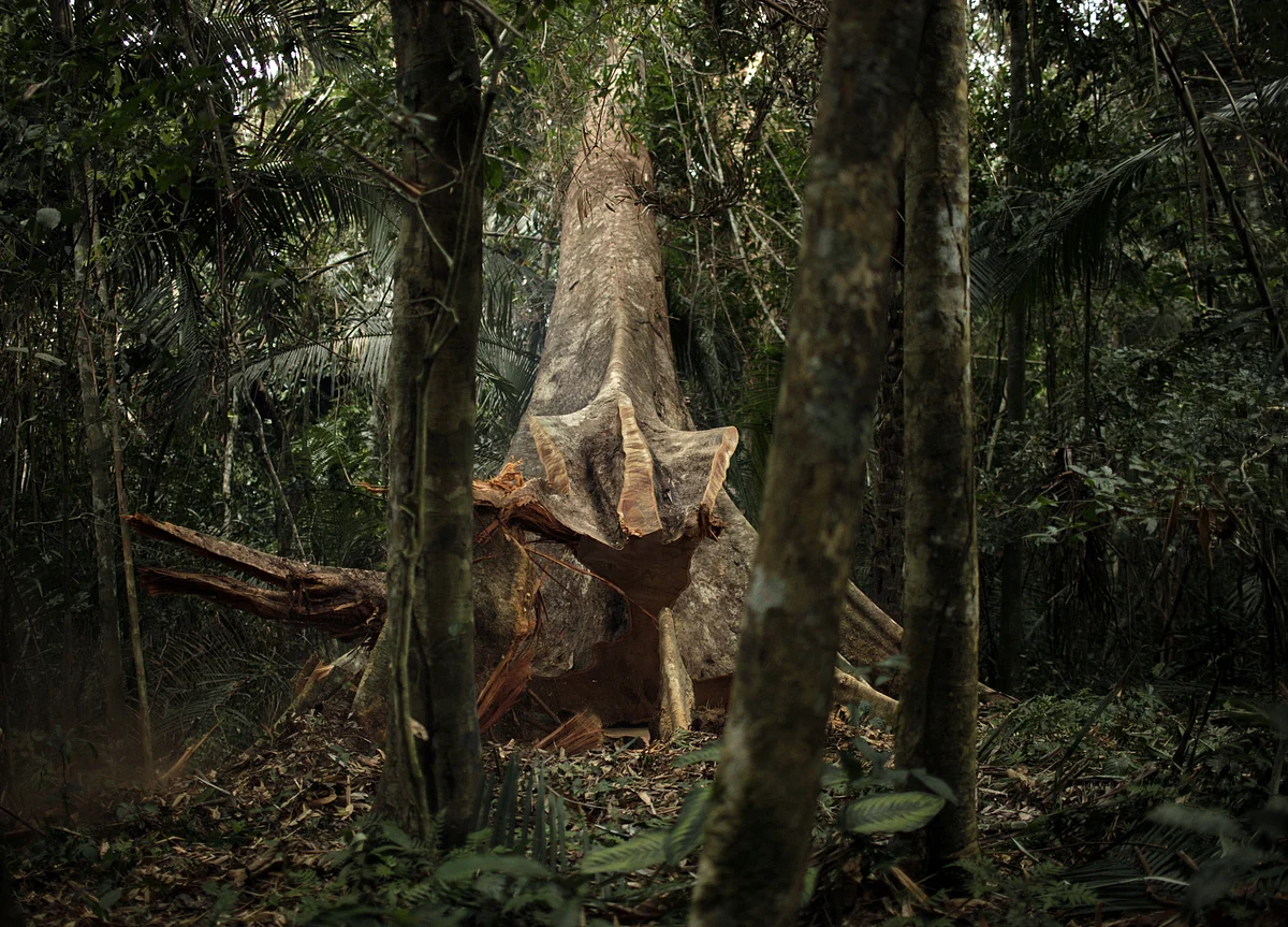 Deforestation Wipes Out an Area the Size of Belgium