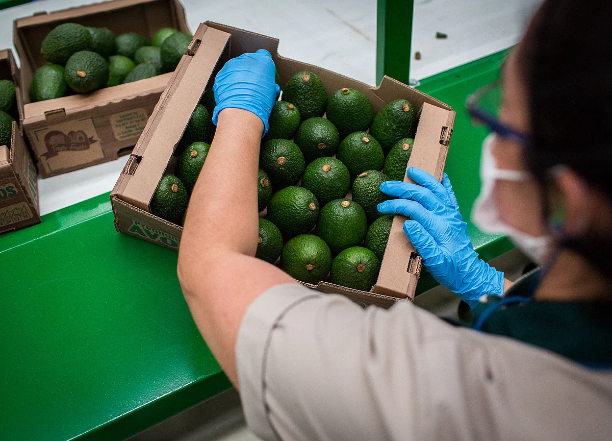 Avocados Are the ‘Pandemic-Proof’ Crop in Lockdown Health Craze