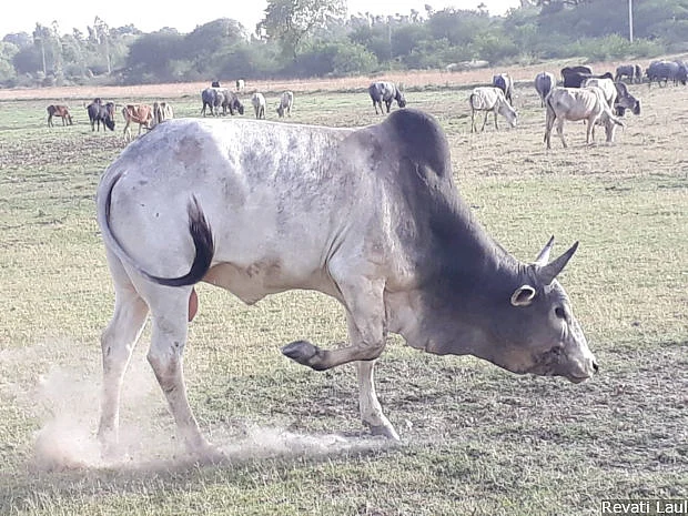 Stray cattle graze in a field in Uttar Pradesh’s Jaraha village. Cow vigilante attacks worsen farmer distress, with stray cattle destroying crops in Awadh region.