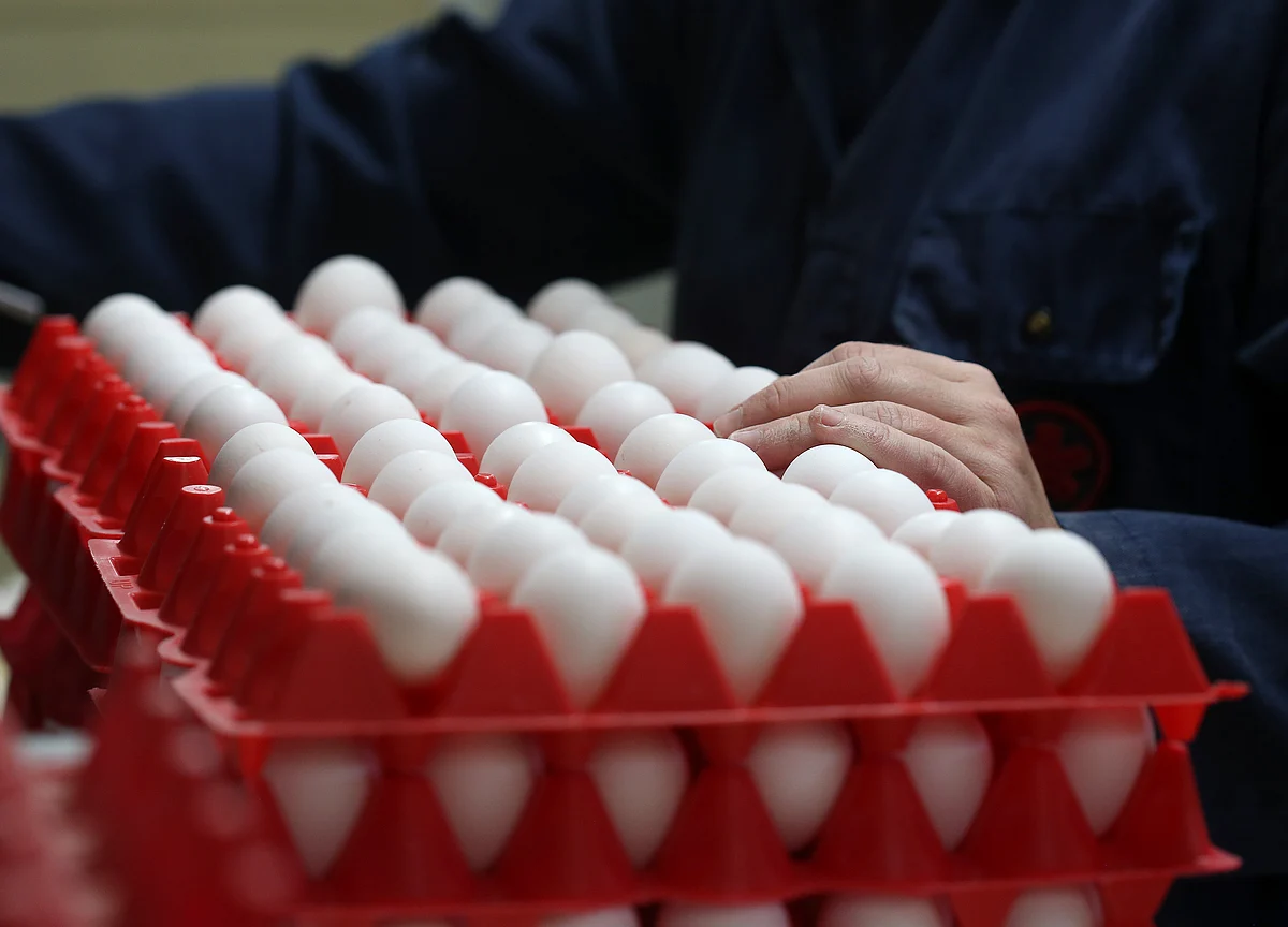 There’s a Multibillion-Dollar Race to Replace Eggs