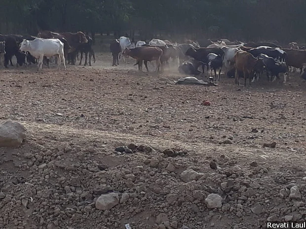 A dead calf at a cowshed in Bhadohi district’s Aurai block. Over 400 stray cows have been rounded up here, and the caretaker says 14 died in the last three months.