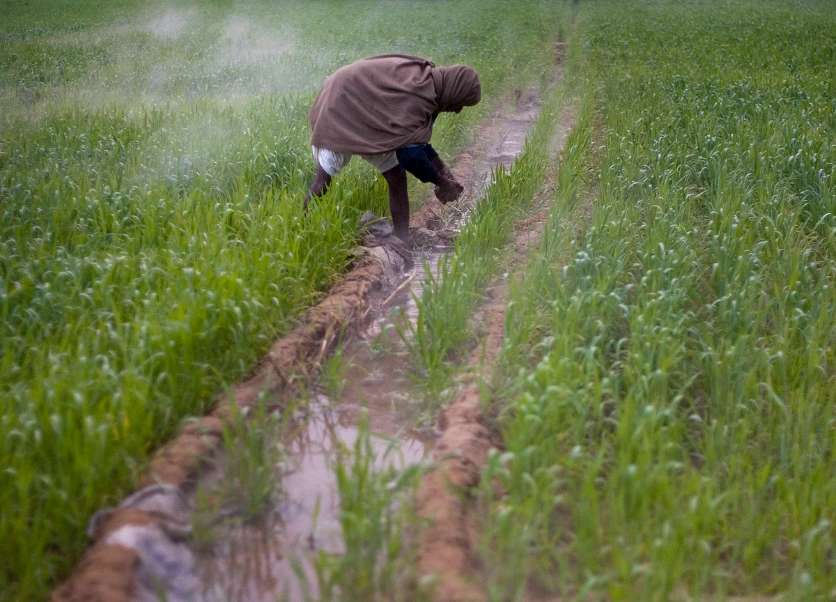 Rajasthan Is Getting More Rain. That’s Not Good News
