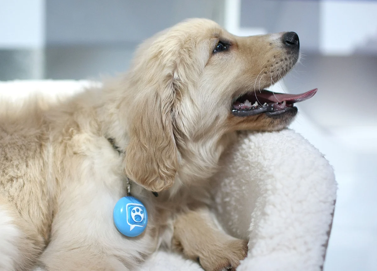 Dog Influencers Take Over Instagram After Pandemic Puppy Boom