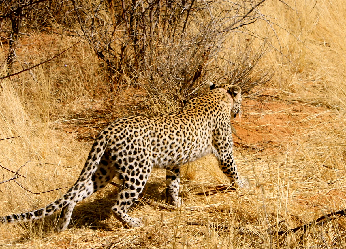 As India Develops, Leopards Die In Record Numbers