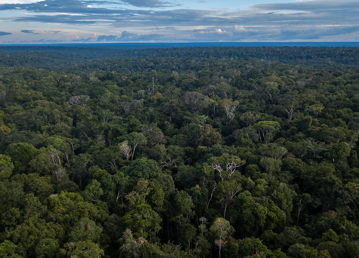 Wealthy Families Are Adding Forests to Their Portfolios