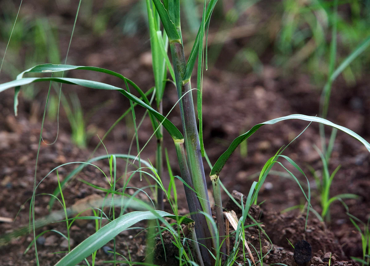 Sugar Output in India Seen Sinking to 3-Year Low on Dry Weather