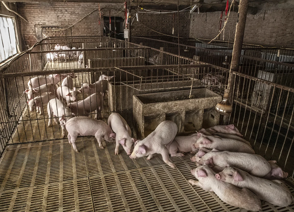 African Swine Fever Premiums All But Vanish From Hog Futures