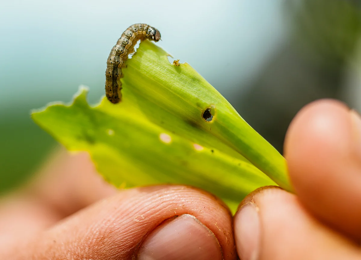 Stink Bugs Could Be Unleashed to Battle China's Fall Armyworms