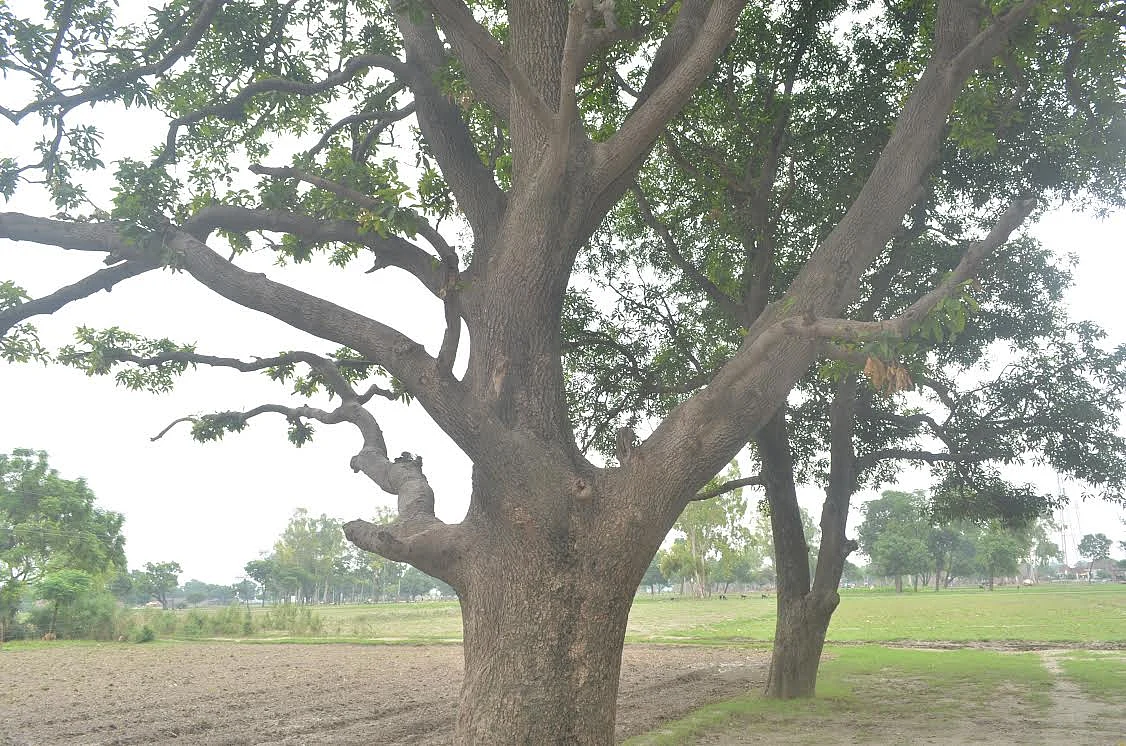 Katra Sadatganj made headlines in 2014 after two teenaged girls were found hanging from a mango tree. (Photograph: Mayurica Biswas/TheQuint)