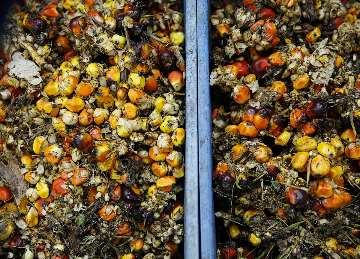 Palm Stockpiles in World's No. 2 Grower Seen at 10-Month Low