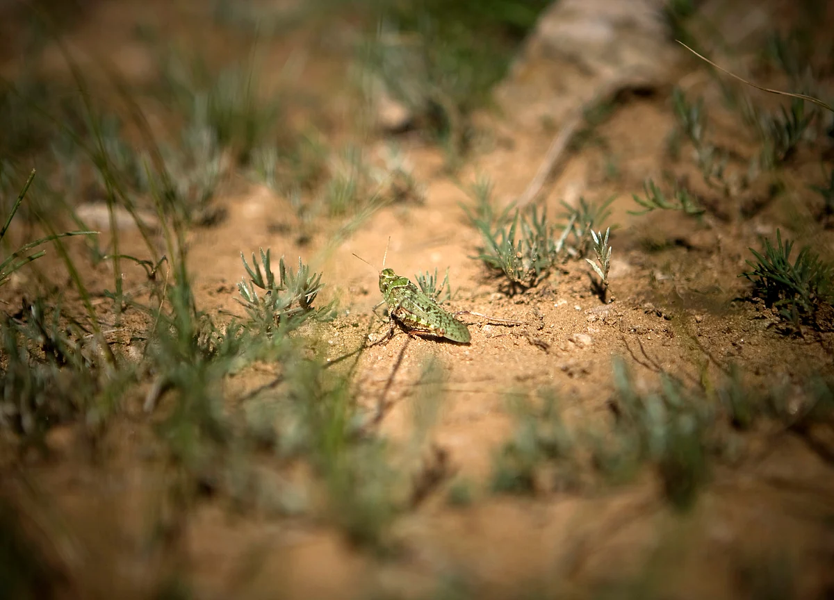 Millions of Locusts From Iran Have Invaded Pakistan