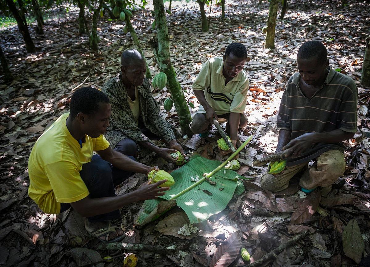 Ivory Coast Says Minimum Cocoa Price Needed to Draw New Growers