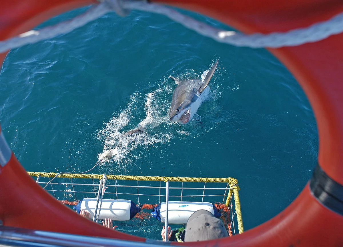 Great White Shark Fever Sweeps Cape Cod