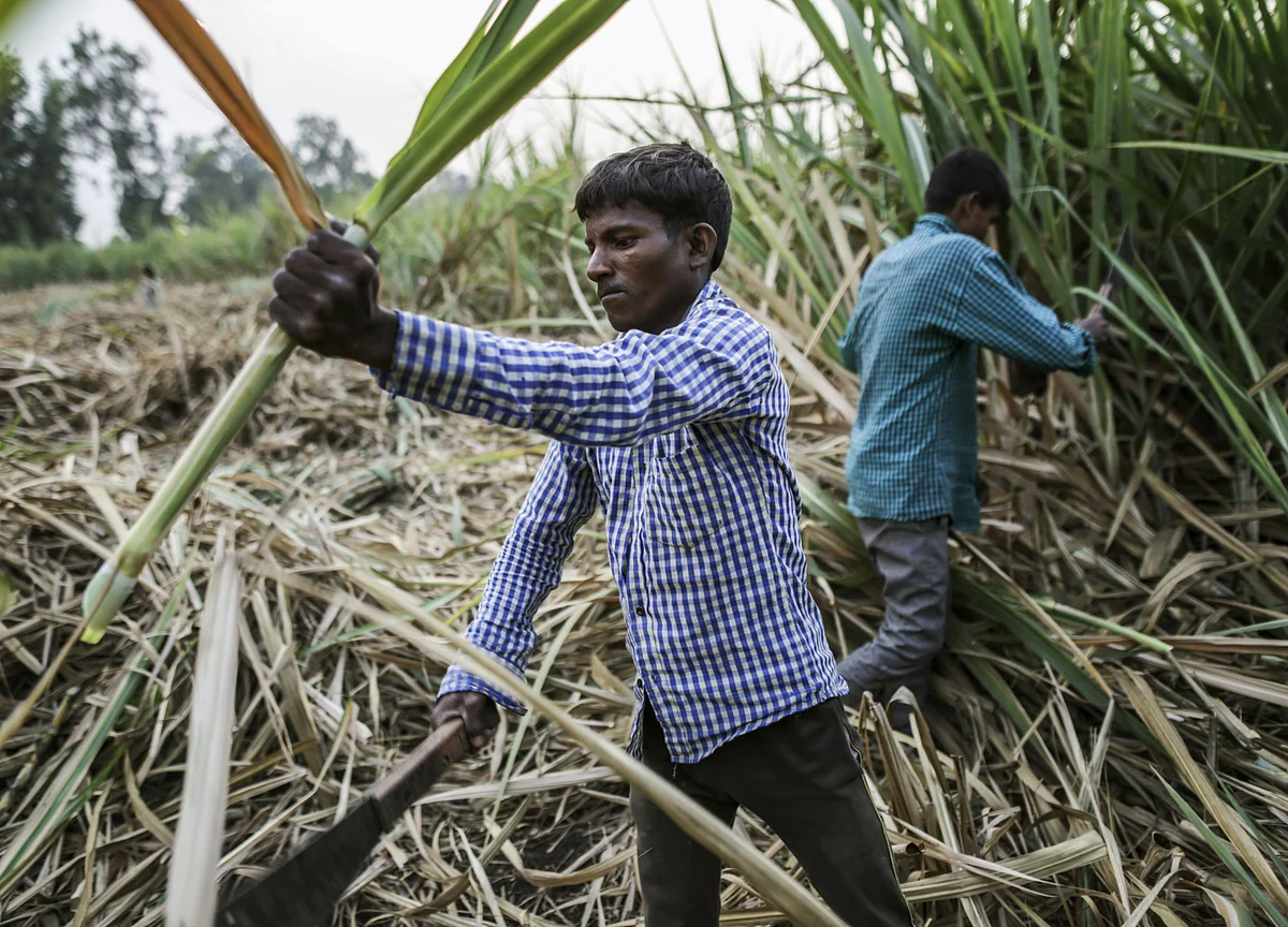 Global Weather Chaos Is Also Taking Its Toll on Asia's Crops