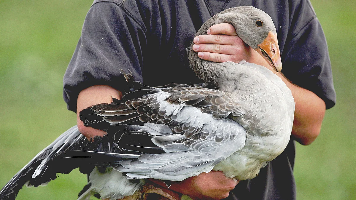 A farmer holds a goose in his arms at a goose farm (Photographer: Caroline Blumberg/Bloomberg News.) 