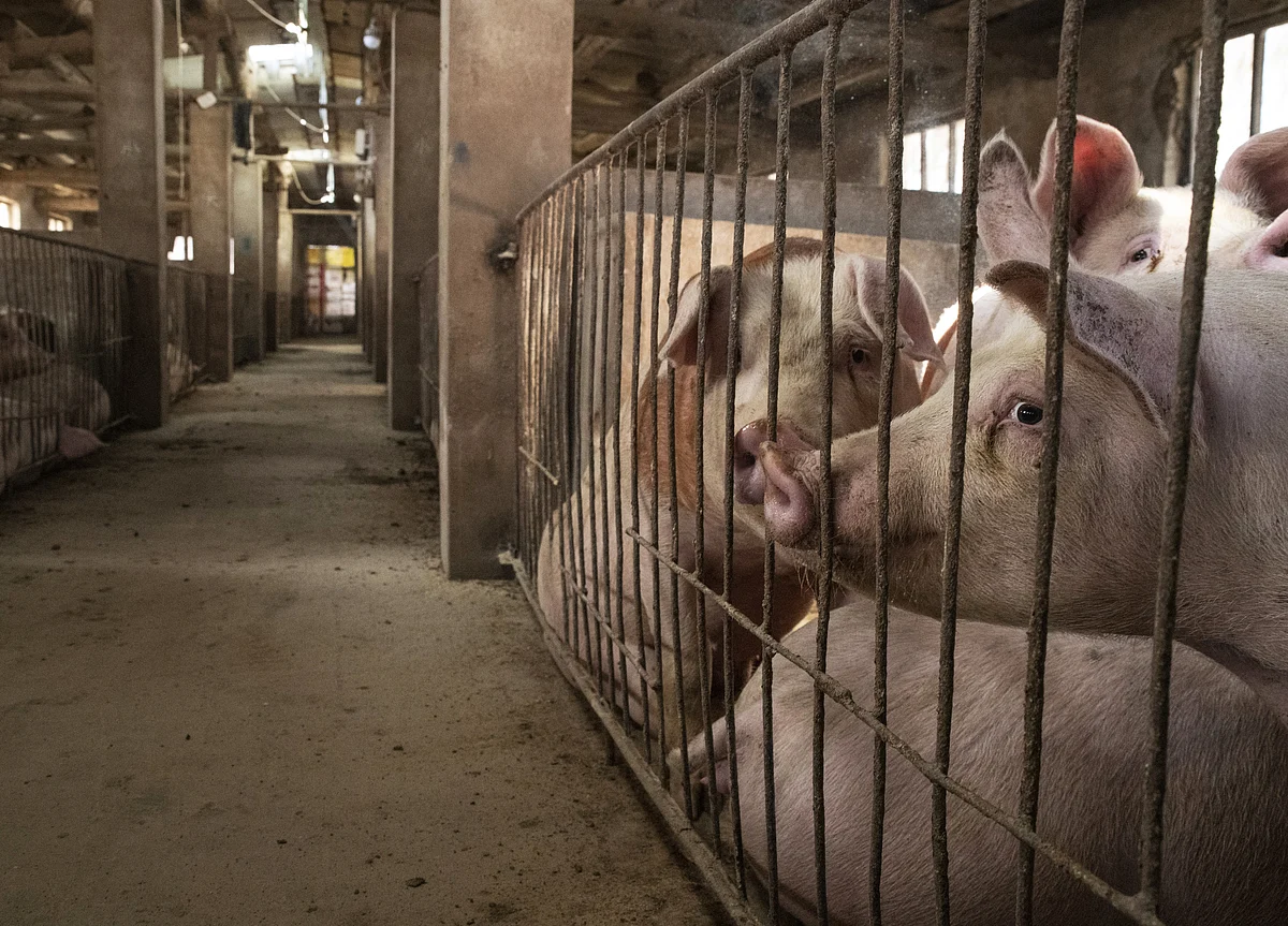 China’s Inflation Rises to Seven-Year High on Soaring Pork