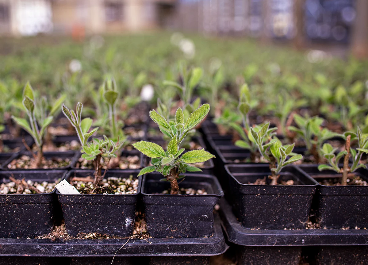We Already Have the World’s Most Efficient Carbon Capture Technology