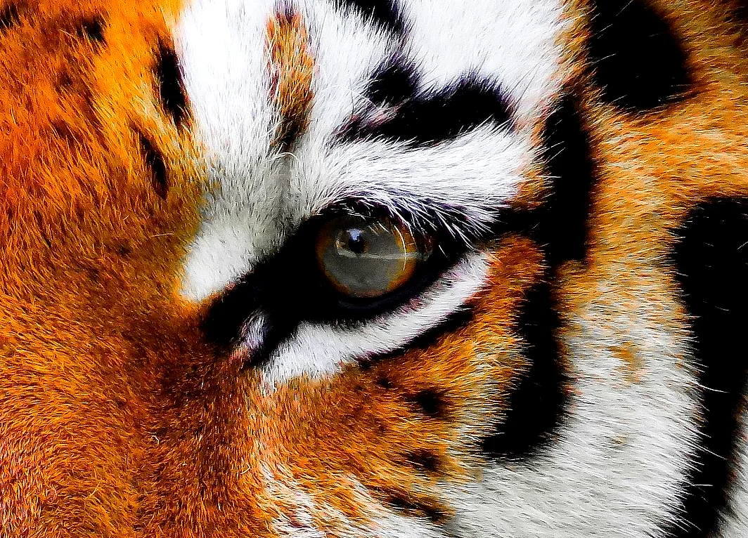 Startup Street: UrbanClap Has The Eye Of The ‘Tiger’