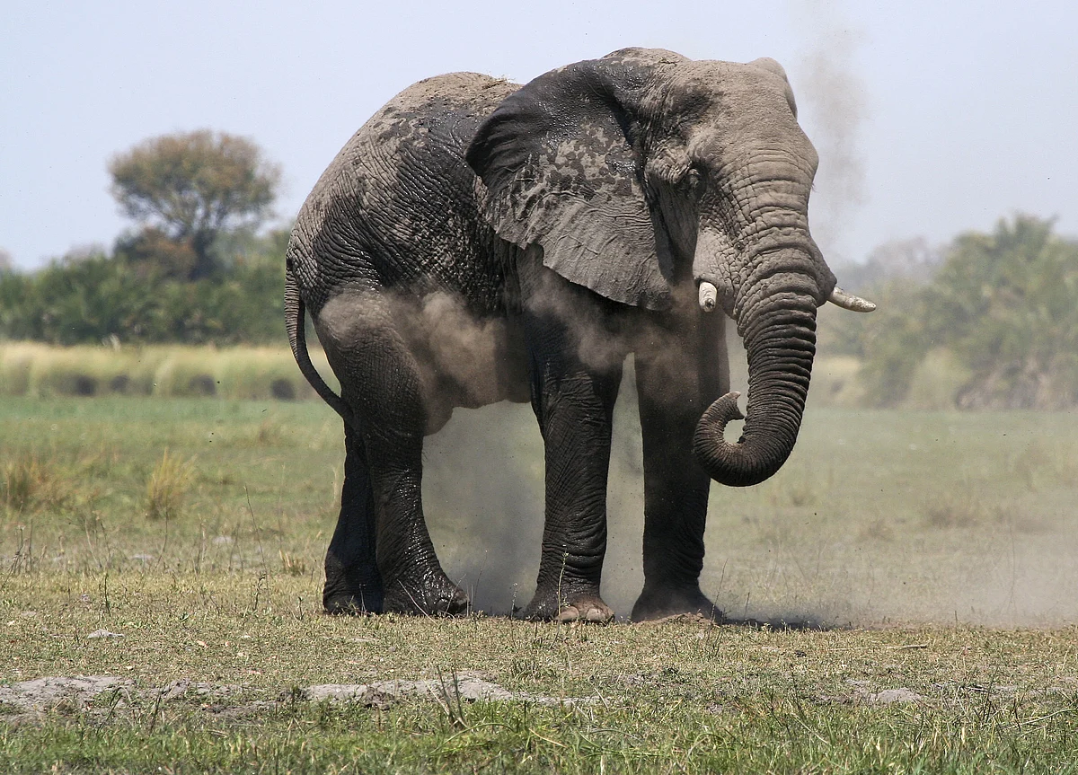 Bringing Your Kids on Safari Means You’ll Enjoy It More, Too