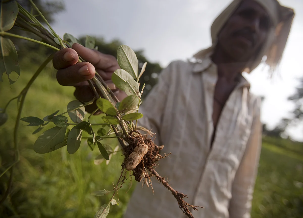 Rain Saves India’s Soybean, Peanut Crops From Disaster