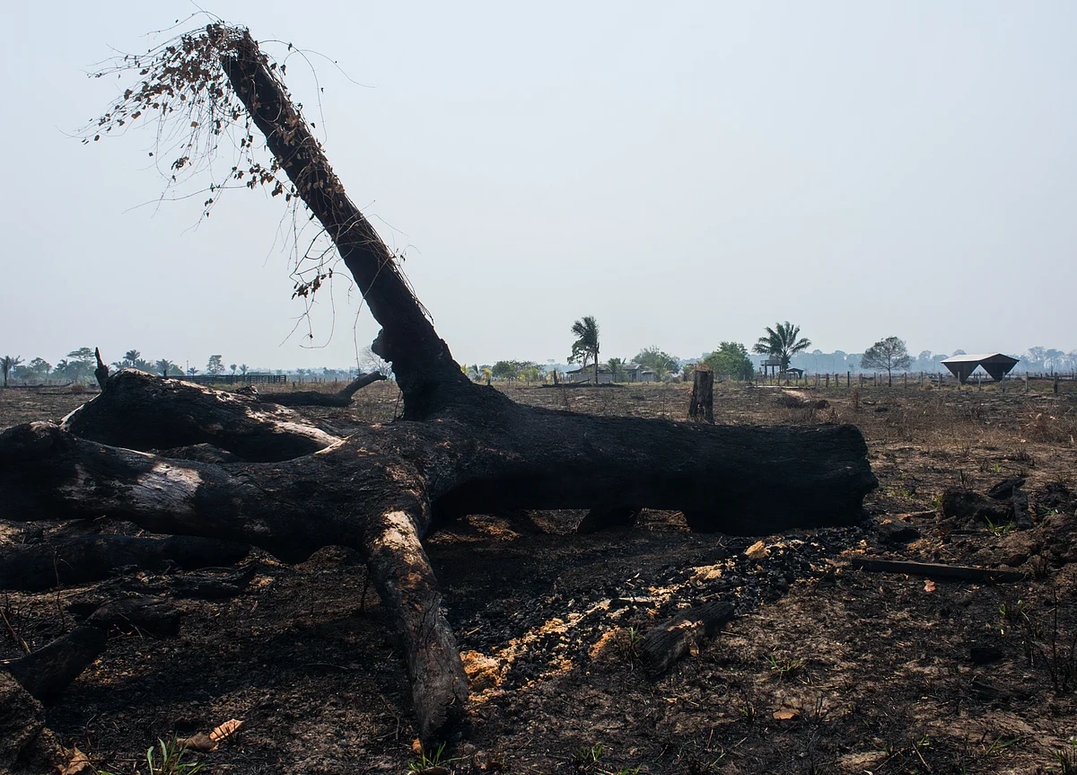 Brazil Sends Army to Fight Amazon Fires; Trump Tweets Support