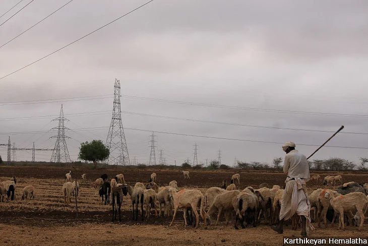 The livestock count has fallen in Charanka. “Ten years back, each of the hundred families in the village had at least 350 sheep and the whole village had around 1,200 cows,” recalled Neeru Ben. “Now only 20 families have livestock. I have seen my own sheep die of hunger because there are no grazing lands.” 