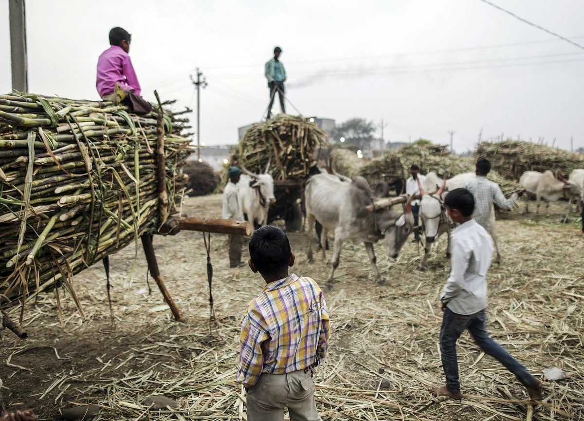 Export Subsidy Gives Maharashtra’s Sugar Industry A Breather
