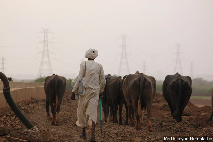A <em>maldhari</em> takes his buffaloes grazing. The transmission lines in the background rise from the Charanka solar park. (Source: IndiaSpend)