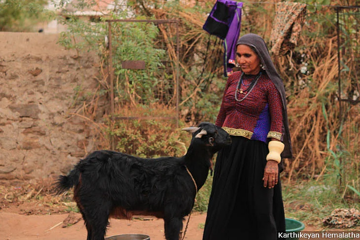 “Ten years ago, each of the hundred families in the village had at least 350 sheep and the whole village had around 1,200 cows,” recalls Neeru Ben, a herder. “Now only 20 families have livestock. I have seen my own sheep die of hunger because there are no grazing lands.” (Source: IndiaSpend)
