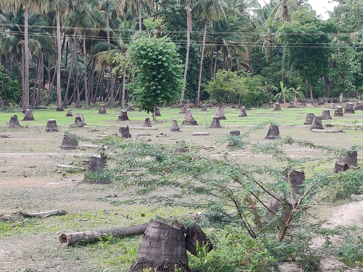 Felled coconut trees in northern Tamil Nadu. (Photographer: Parth MN)