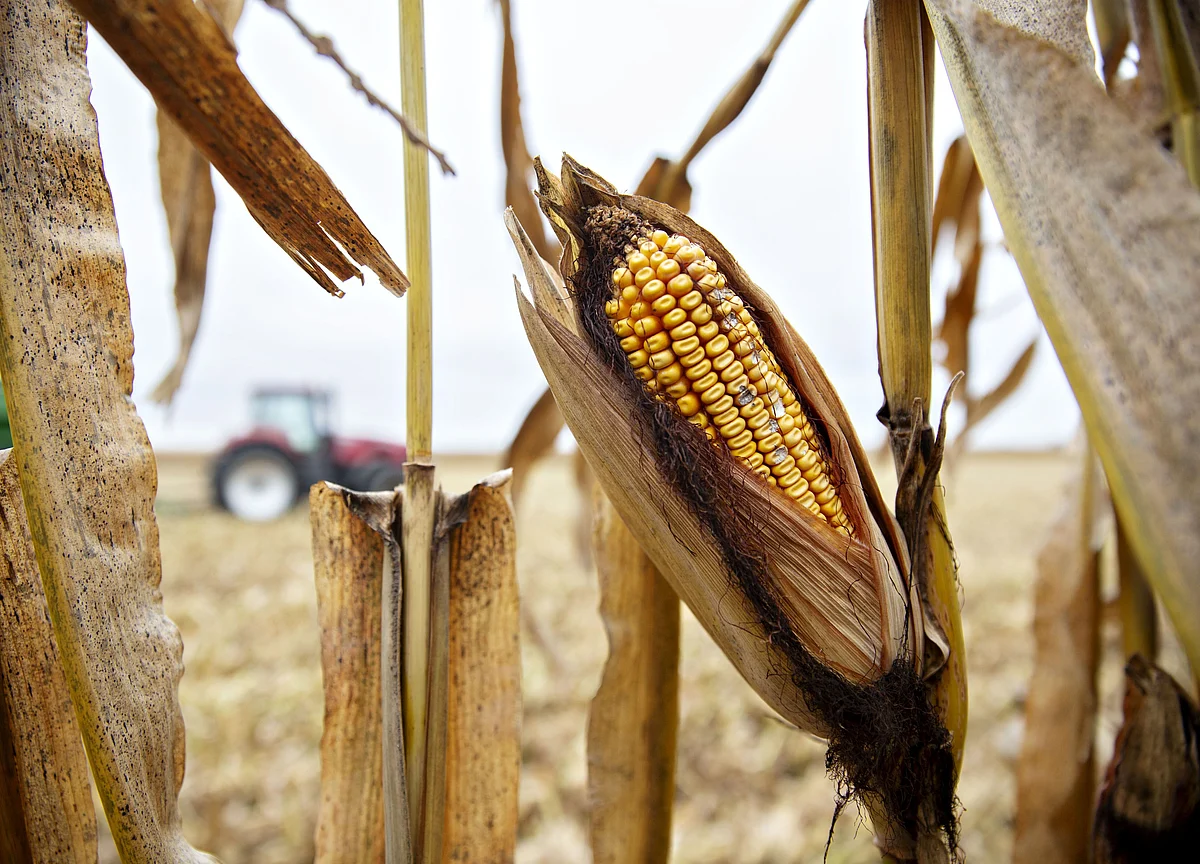 Corn Futures Post Worst Rout Since 2013 on U.S. Acreage Surprise