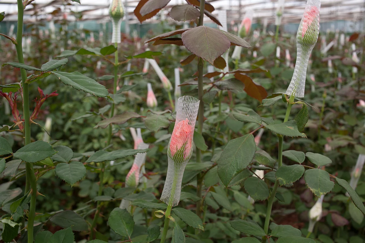 The Visible Hand: Can Agritech Succeed Where Years Of Policymaking Failed?
