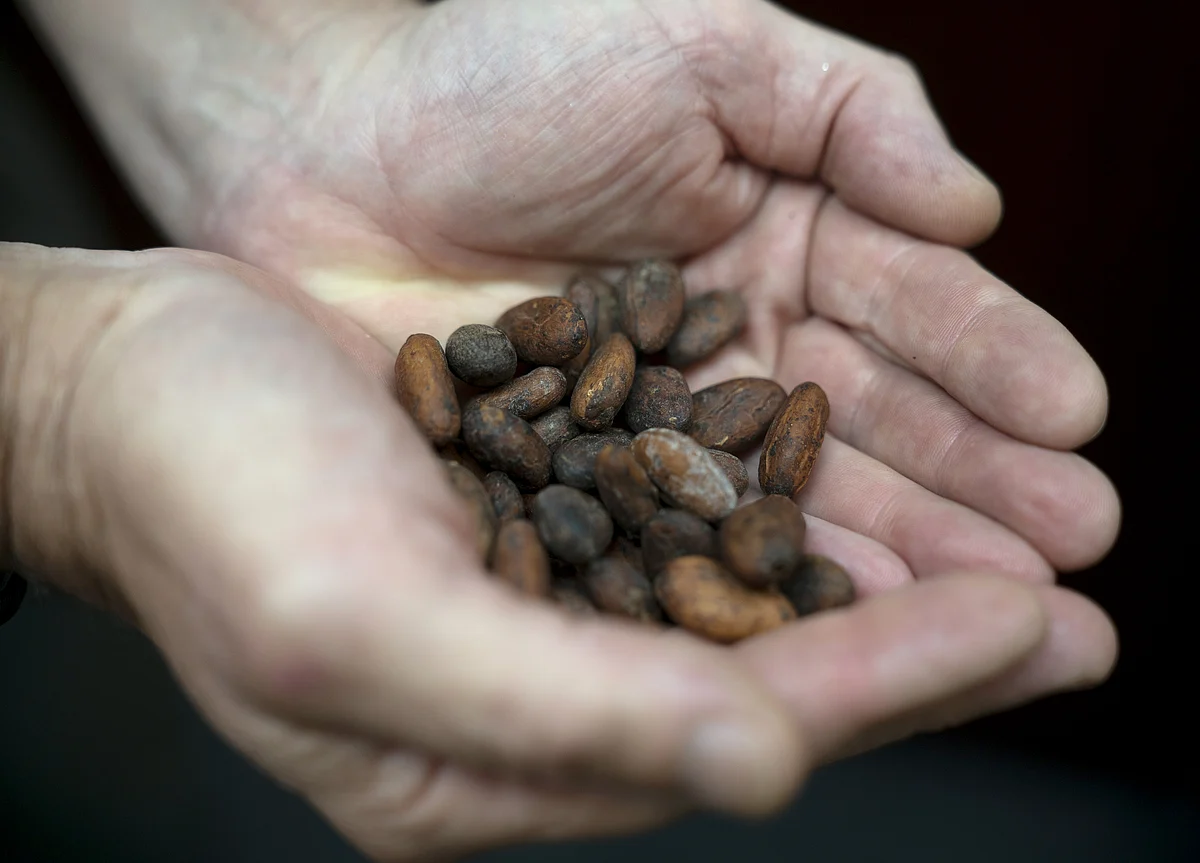 Asia’s Chocolate Bonanza Spurs Quest for Locally Grown Beans