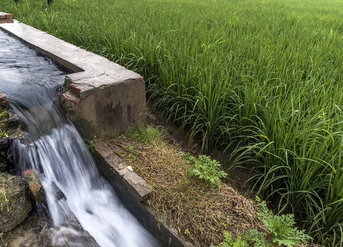 India’s Monsoon Turnaround Revives Crop Sowing
