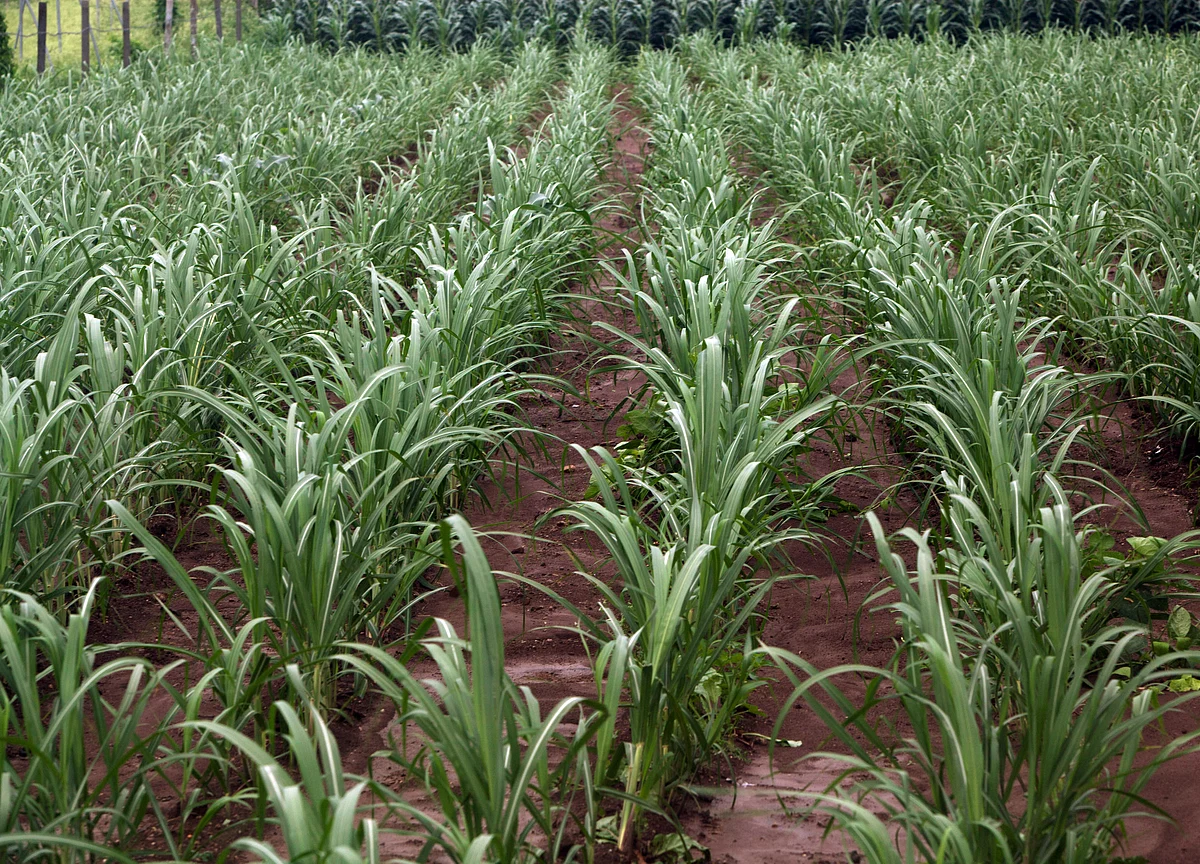 India Has Over 450 Agritech Startups, Says Nasscom Report