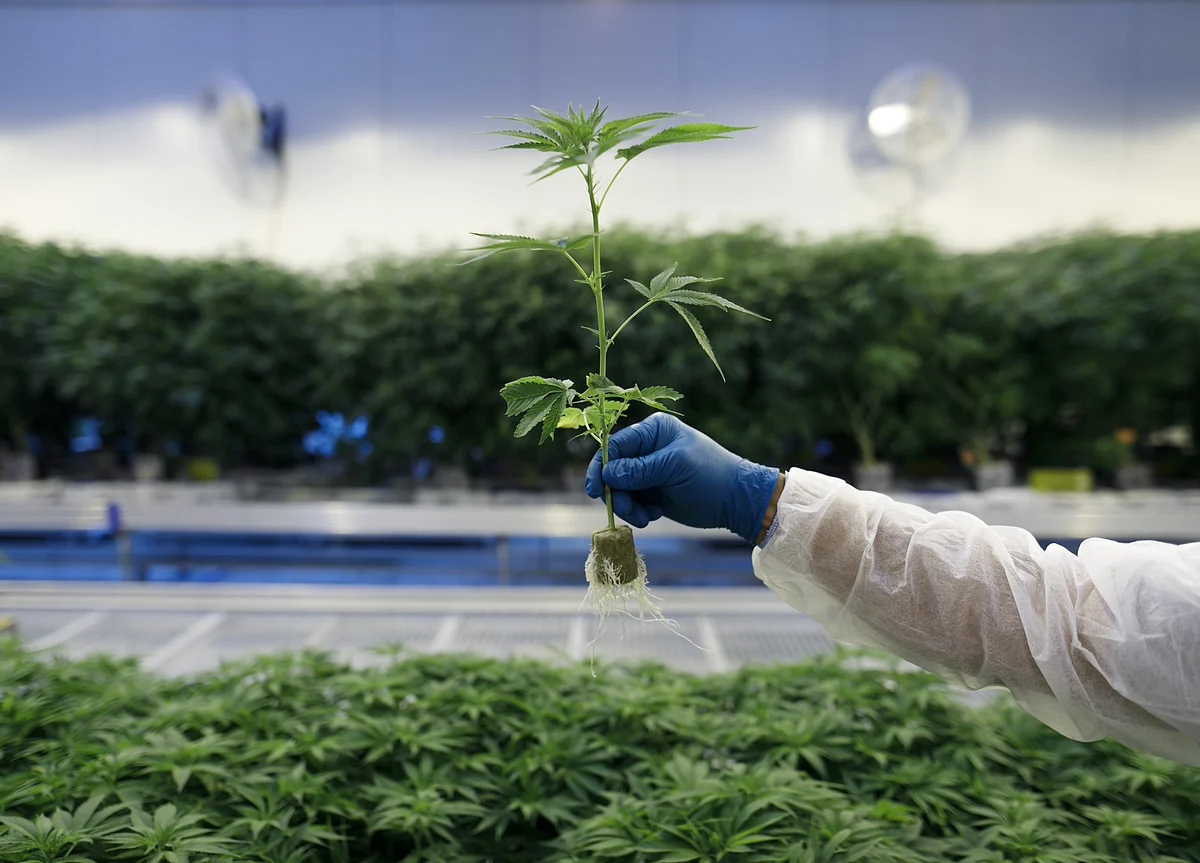 No Longer In Hiding, the Scent of Cannabis Joins the Perfume Counter