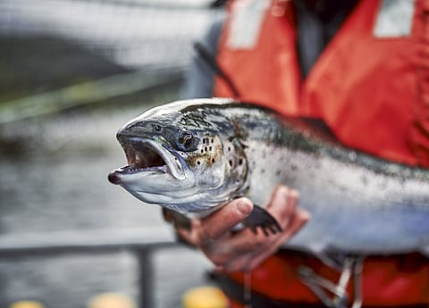 Fda Lifts Import Restrictions On Genetically Engineered Salmon The Scientist Magazine