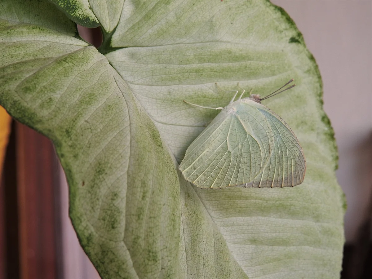 An emigrant butterfly. (Photograph: Neha Sinha)