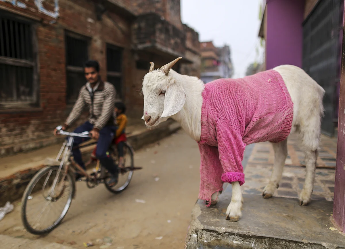 State Elections: Goats For Votes And India’s Sops Series