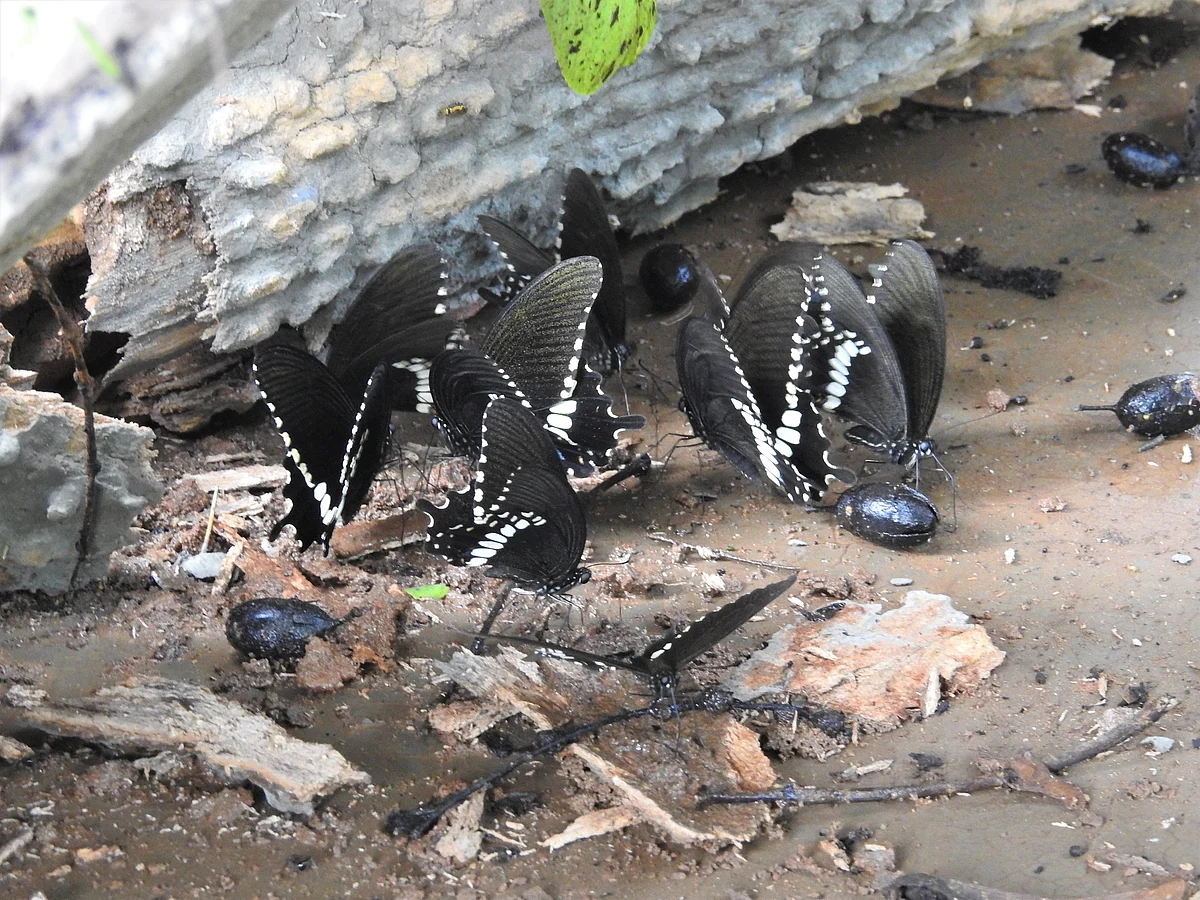 Mormon Butterflies mud puddling. (Photograph: Neha Sinha)