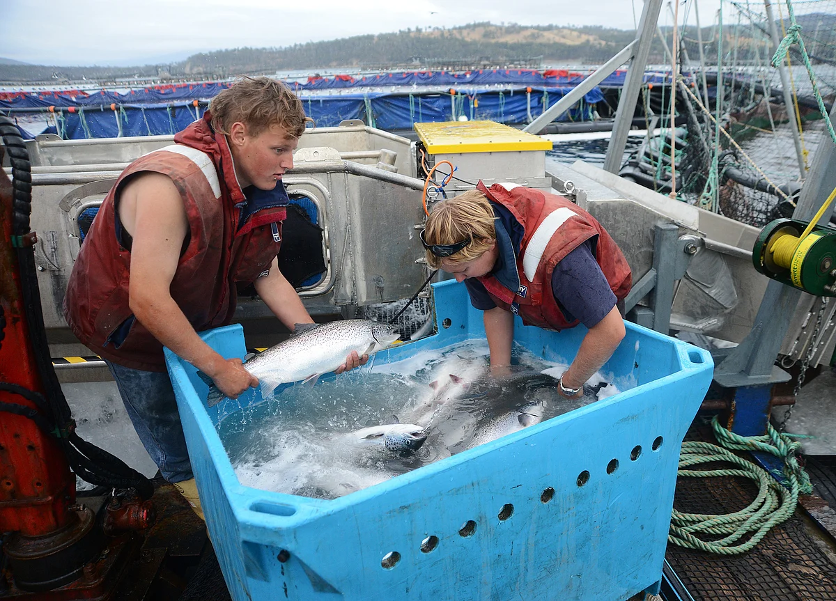 Salmon Farmers Fight to Protect Your Dinner from Climate Change