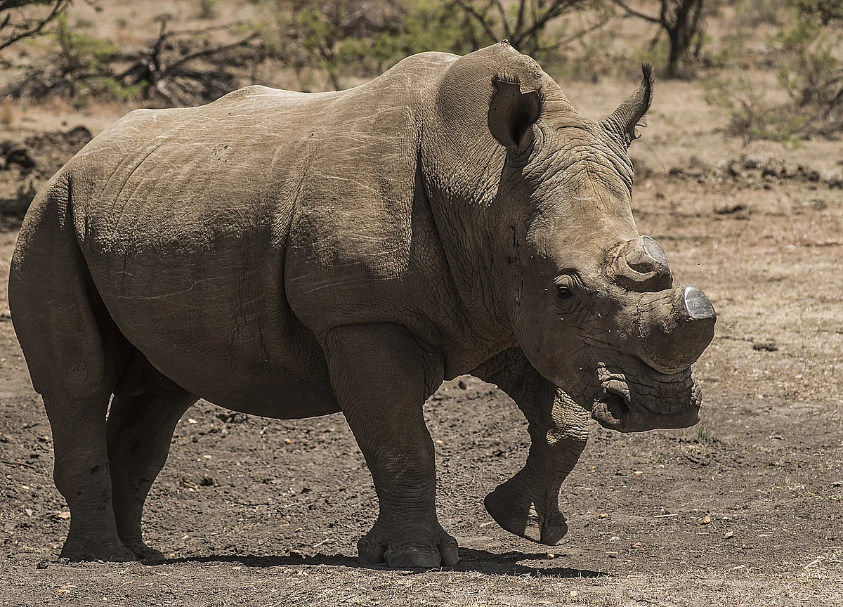 Nearing Extinction, Rare Rhinos Get Glimmer of Hope for Survival
