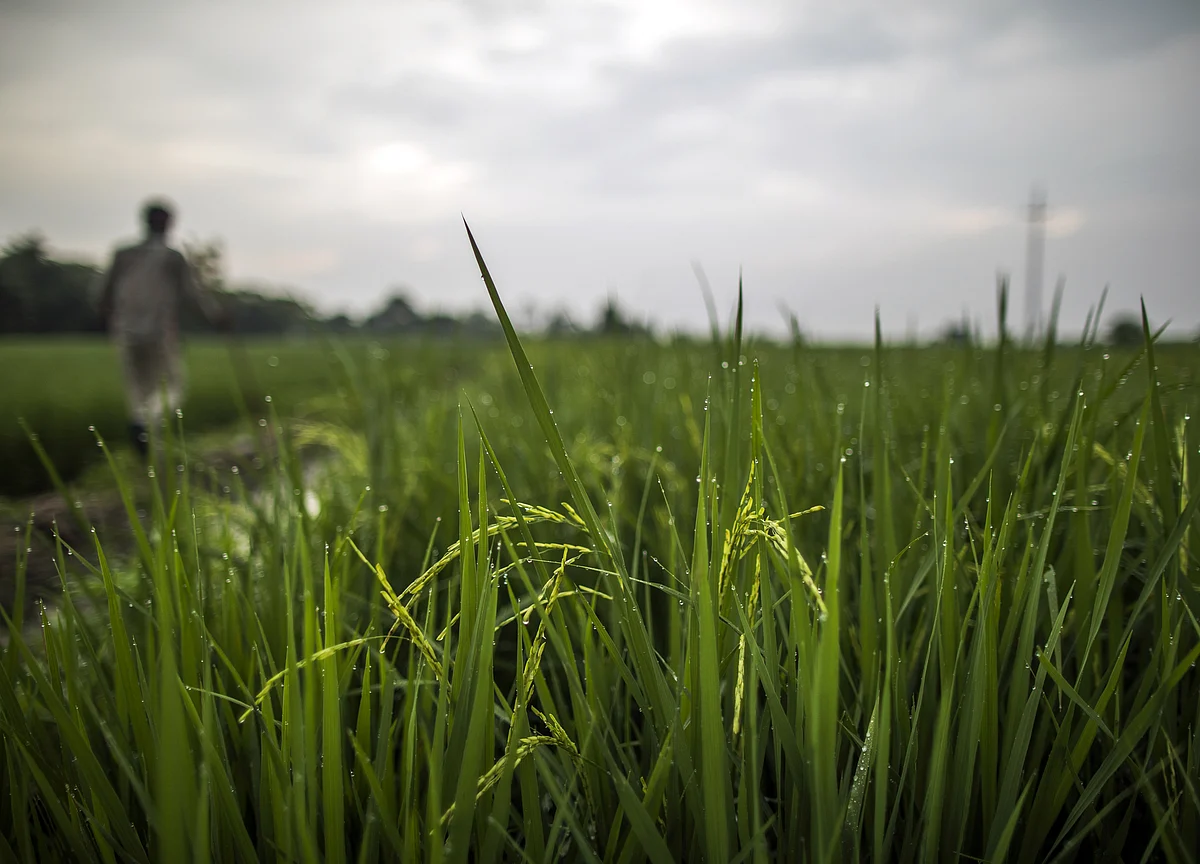 Kharif Sowing Rises 9% Unaffected By Covid-19