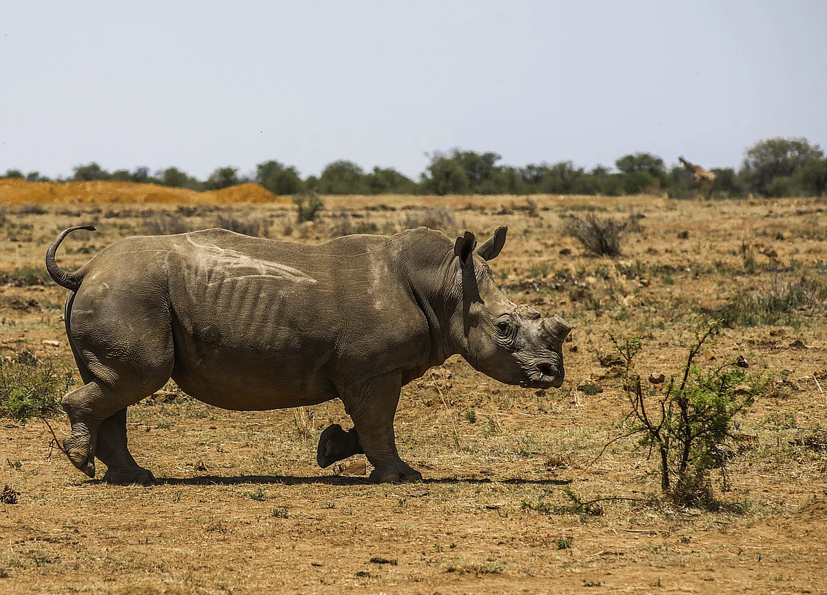 Southern African Nations Say They May Quit Global Wildlife Pact