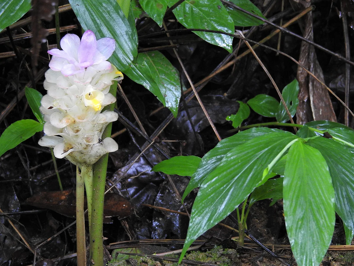 Wild turmeric growing in the rains. (Photograph: Neha Sinha