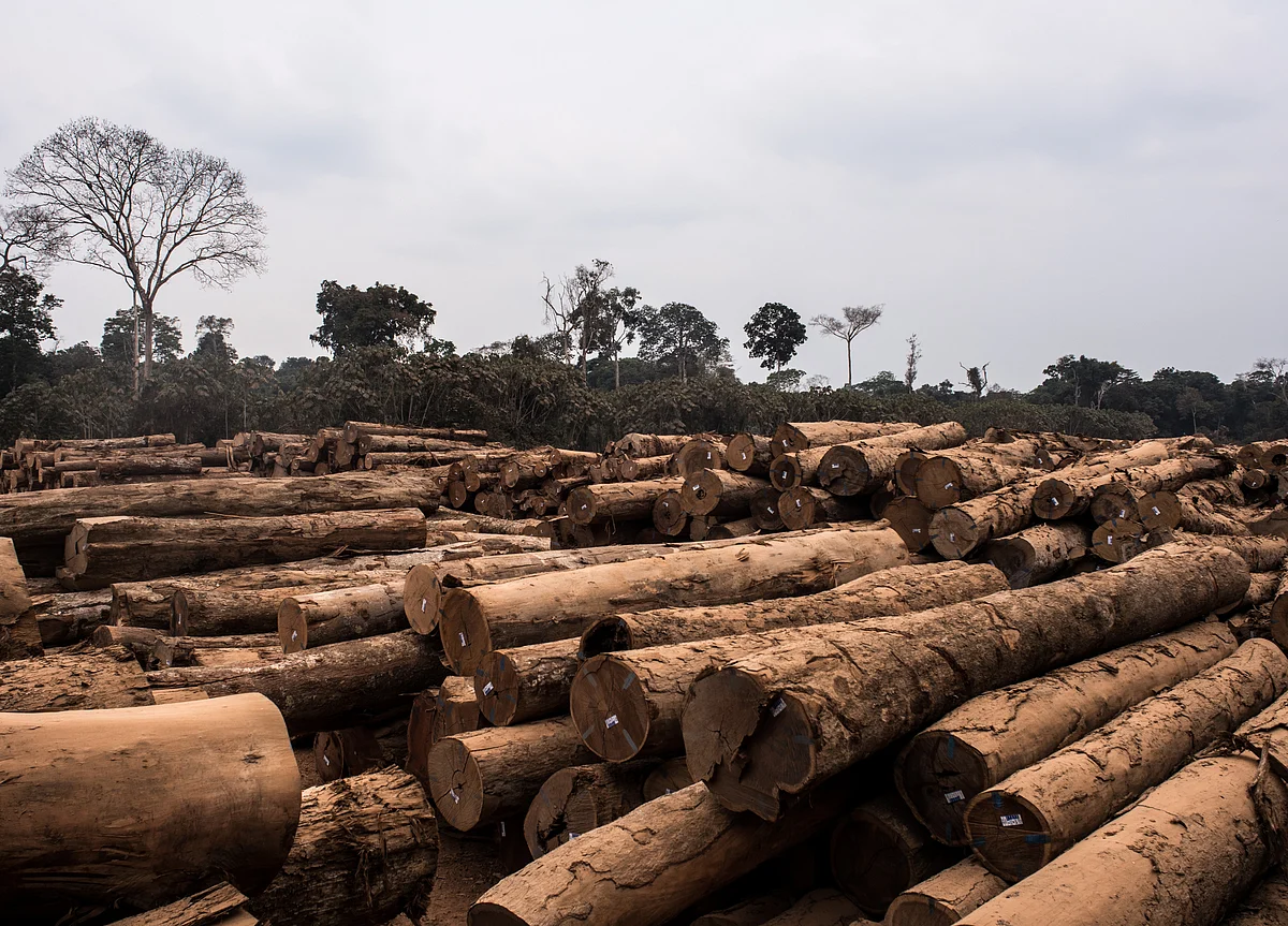 Investors With $16 Trillion Demand Action on Deforestation