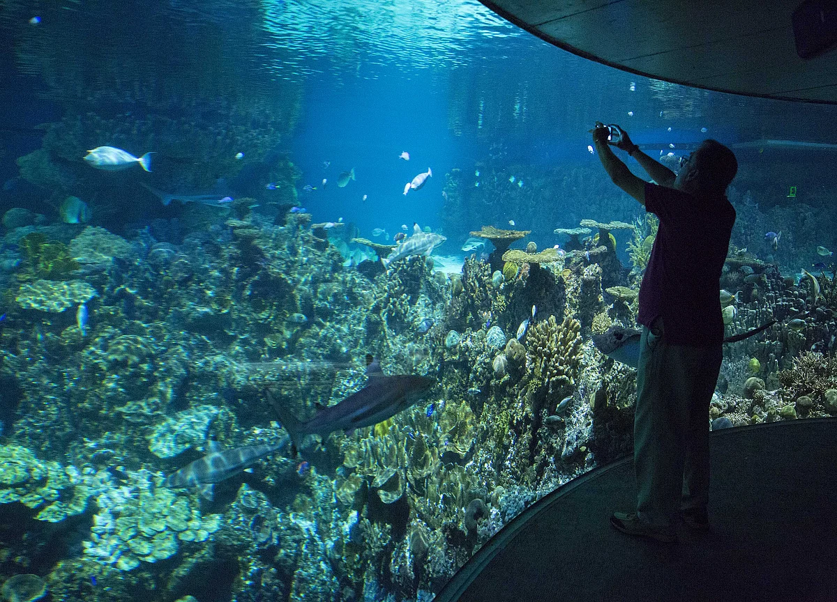 SeaWorld Suffers Worst Rout of the Year After Abrupt CEO Change